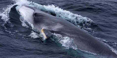 fin whale where are they